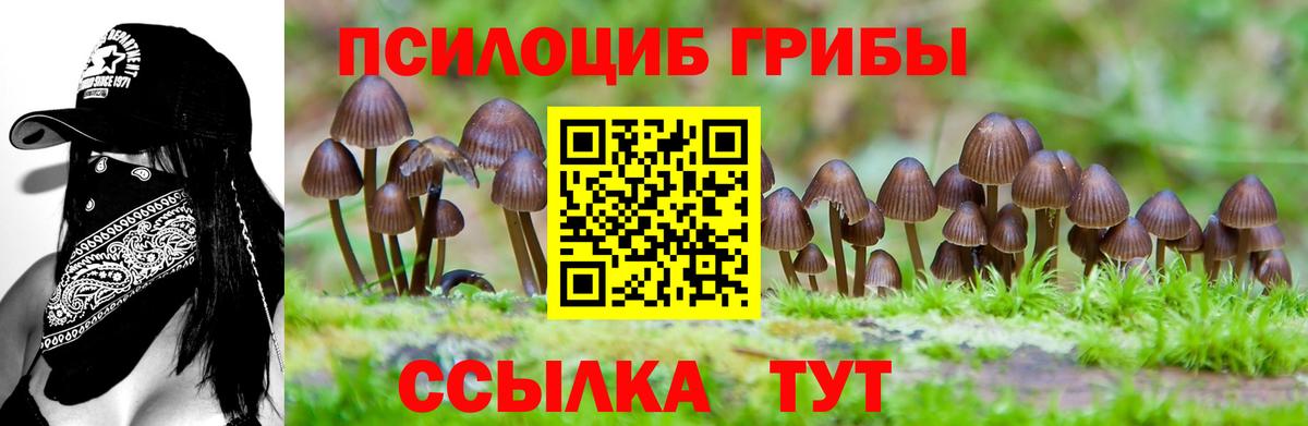 Псилоцибиновые грибы Psilocybe  Вход с VPN  Тавда 